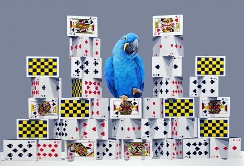 The tower of card-Hyacinth Macaw