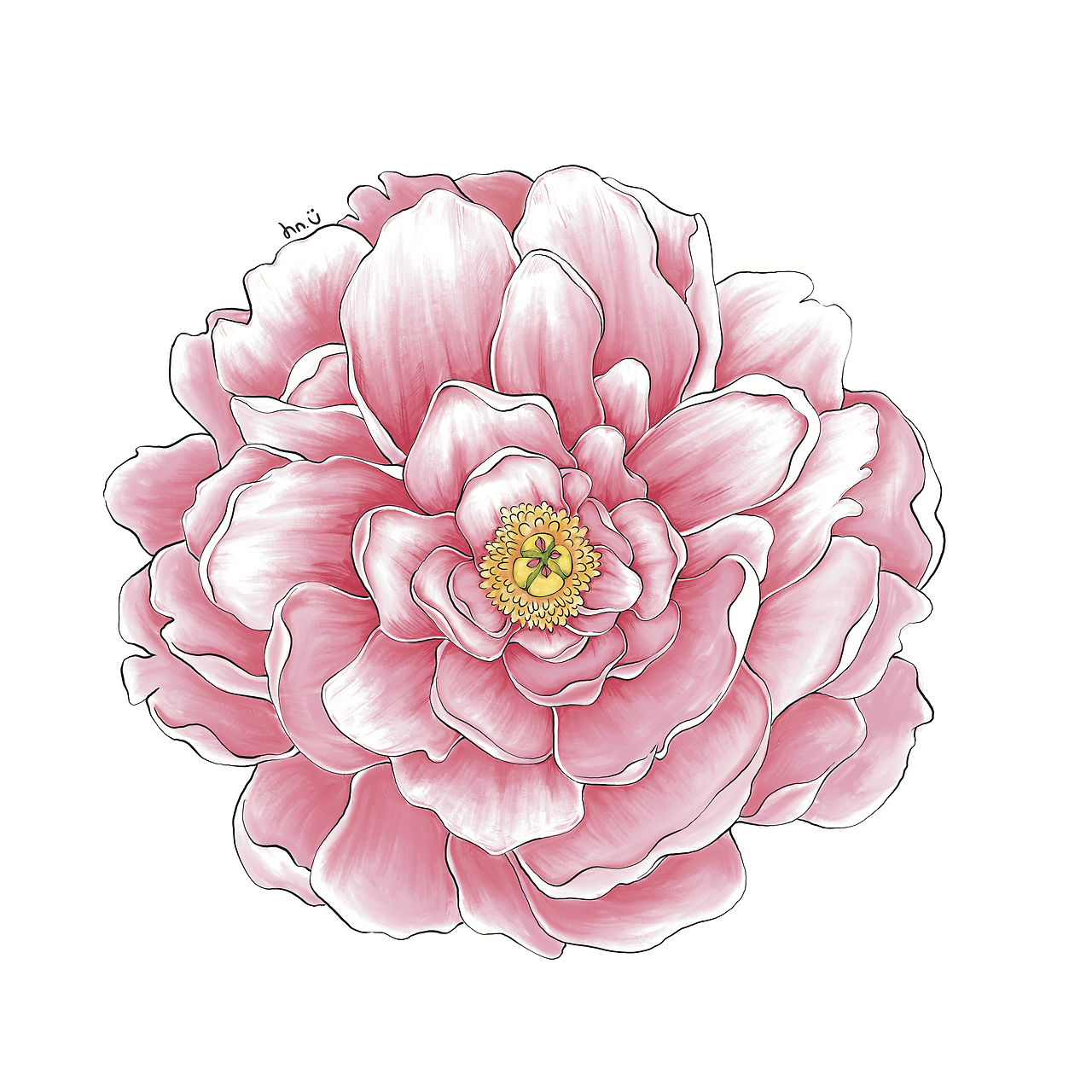 Peony