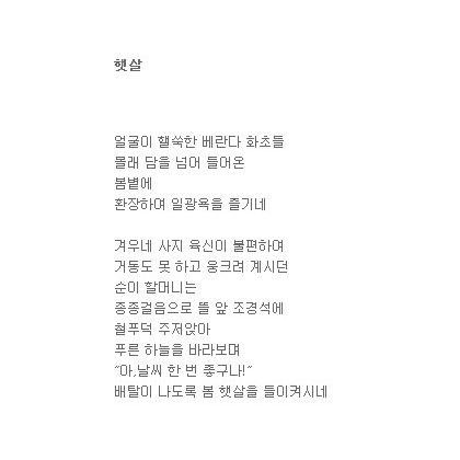 햇살