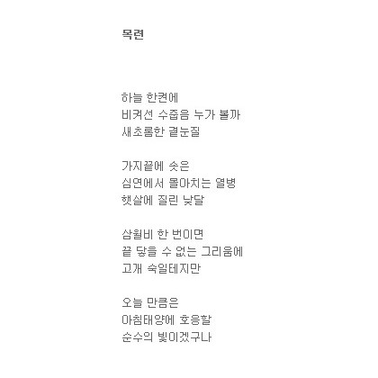 목련
