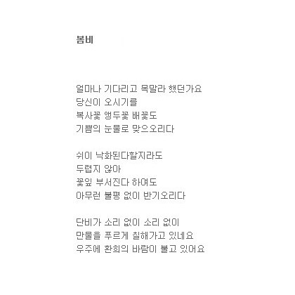기다리던 봄비