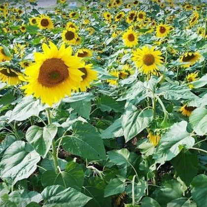 처음부터 많이도