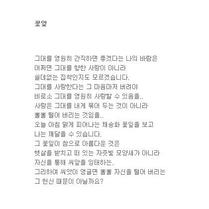 추억 꽃잎