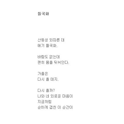 외로운 들국화