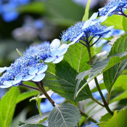 볼연지로 화장한
