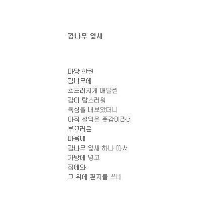 감나무 잎새를 보며