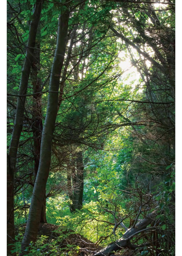 무아지경(無我之景): 빛 속을 거닐다